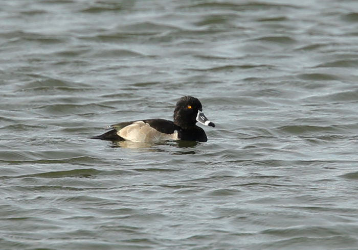 Ring-necked Duck