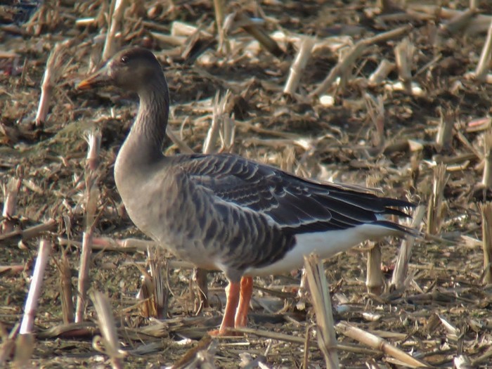 Taiga Bean Goose