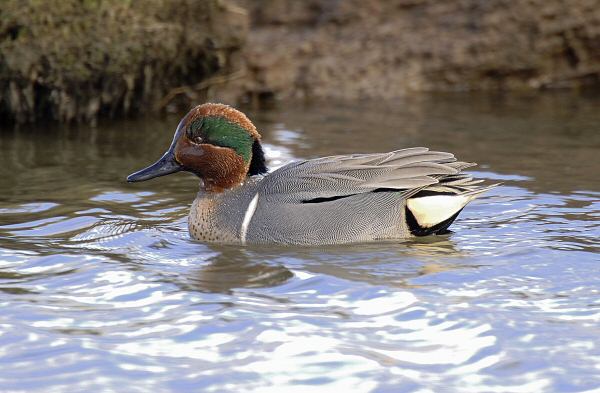 Green-winged Teal