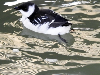 Little Auk