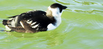LITTLE AUK