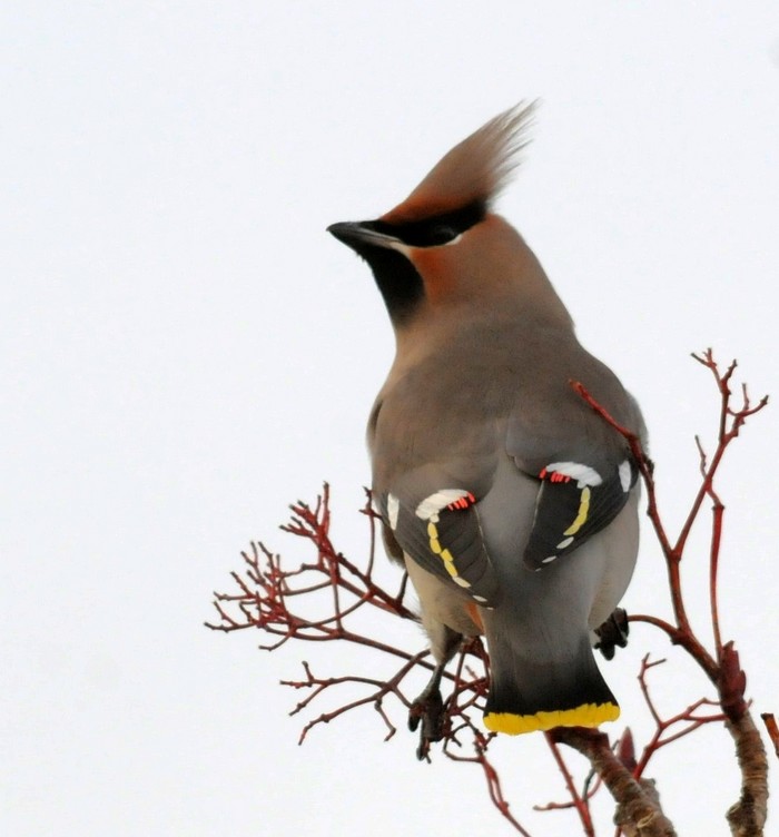 Waxwing