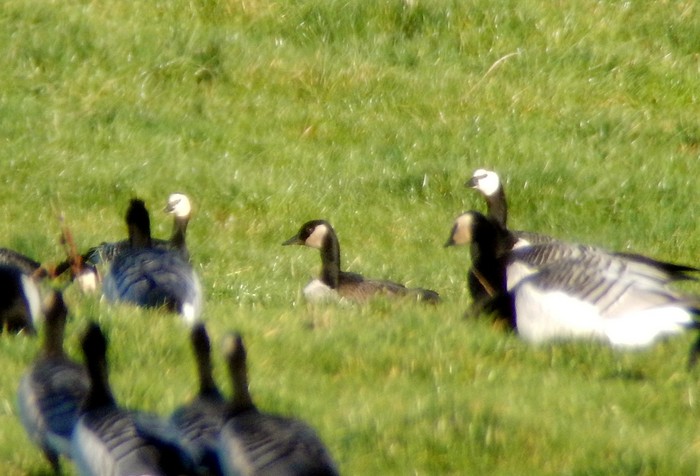 Lesser Canada Goose