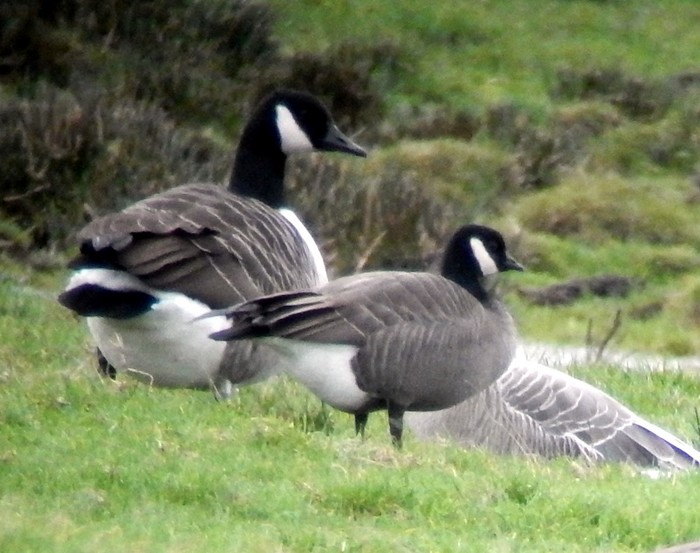 Ridgway's Cackling Goose