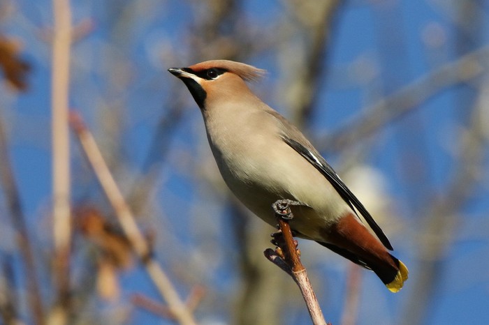 Waxwing