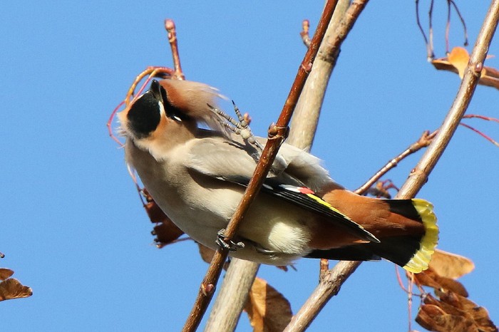 Waxwing