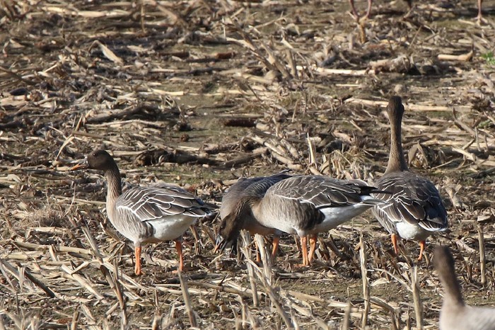 Taiga Bean Goose