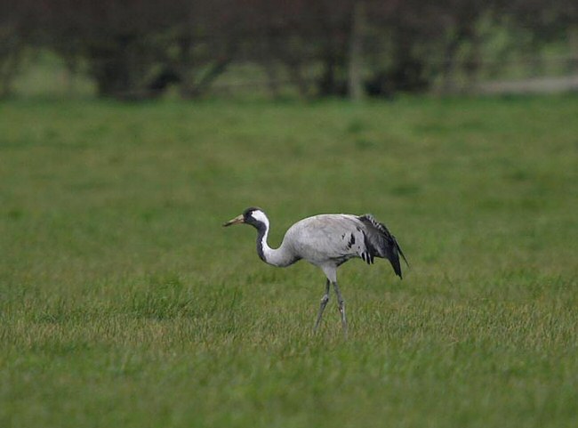 Common Crane