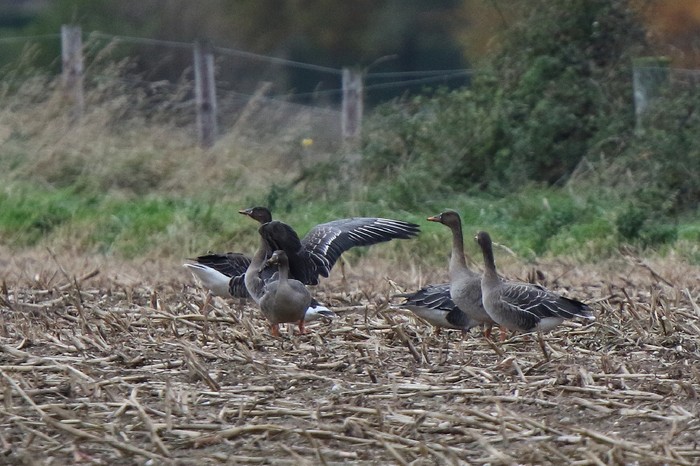 Taiga Bean Goose