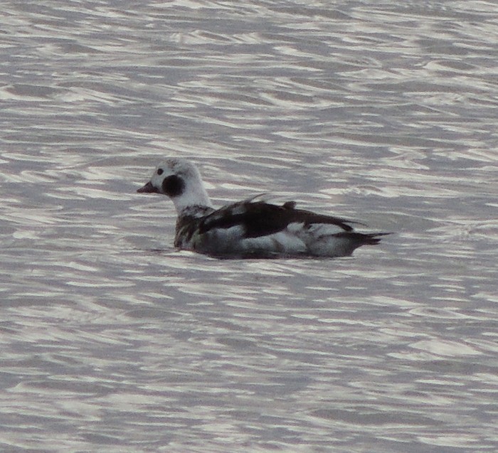 Long-tailed Duck