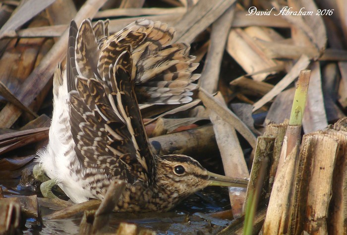 Snipe