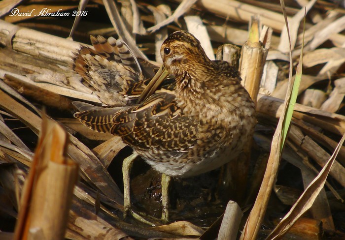 Snipe
