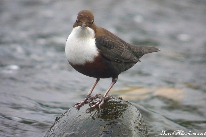 Dipper