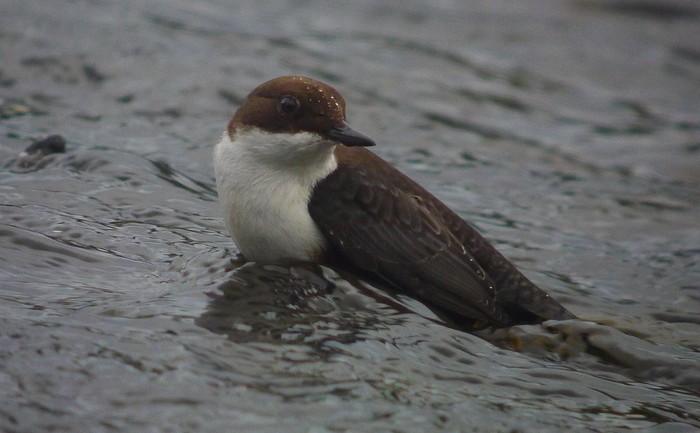 Dipper