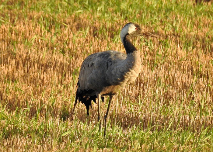 Common Crane