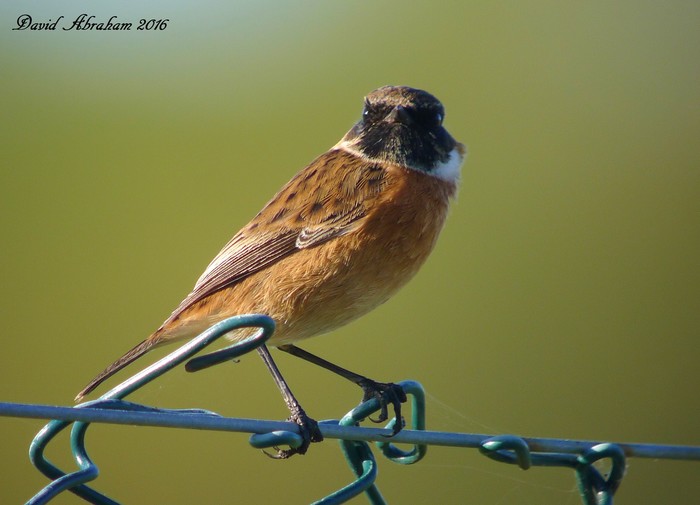 Stonechat