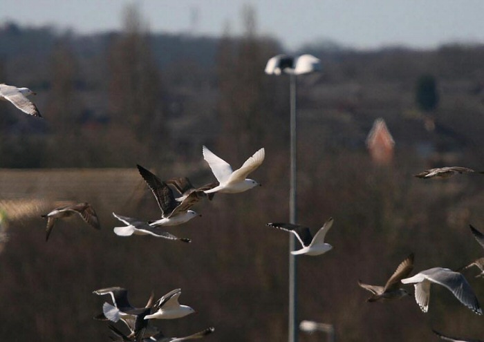 Iceland Gull