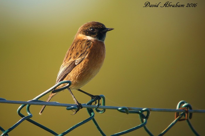 Stonechat