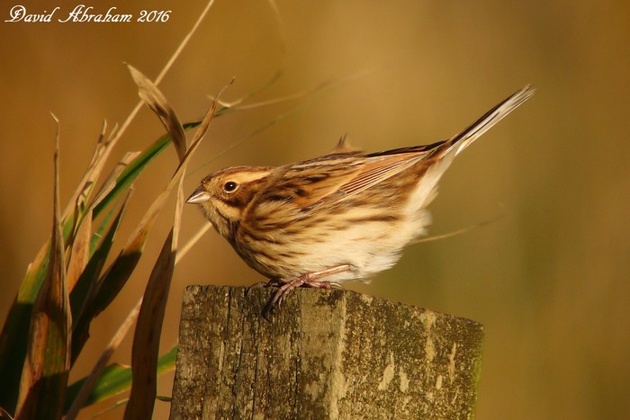 Reed Bunting