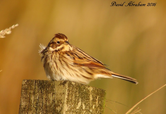 Reed Bunting