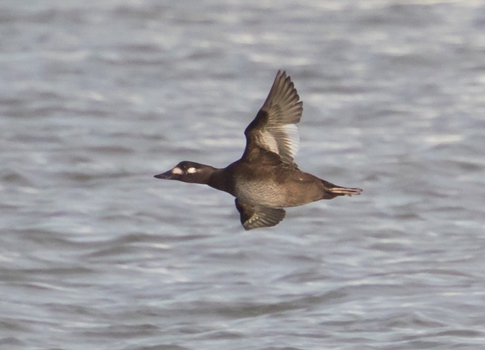 Velvet Scoter