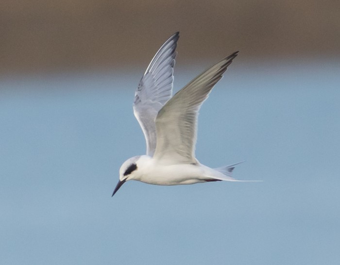 Forster's Tern