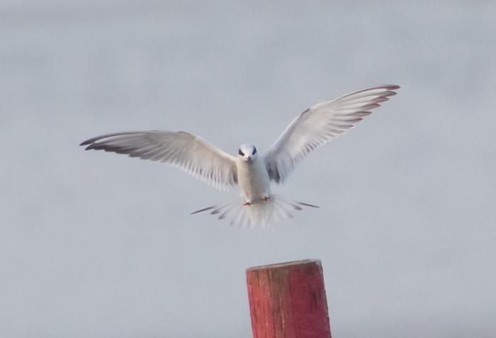 Forster's Tern