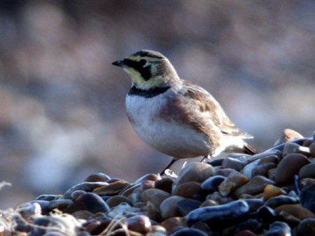 Shorelark