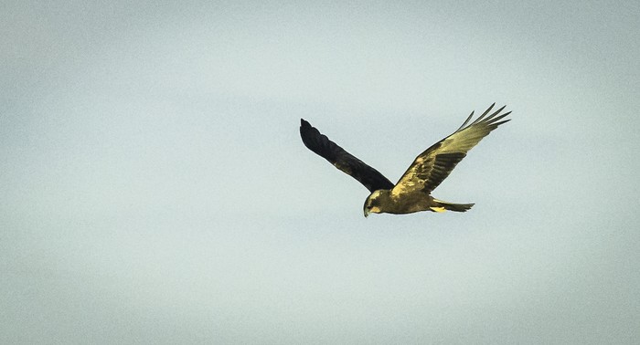 Marsh Harrier
