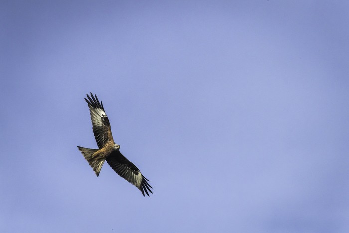 Red Kite