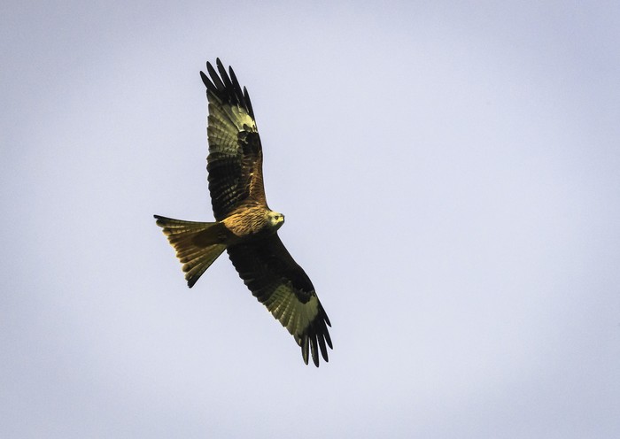 Red Kite