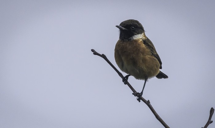 Stonechat