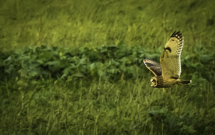 Short-eared Owl