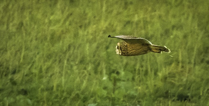 Short-eared Owl