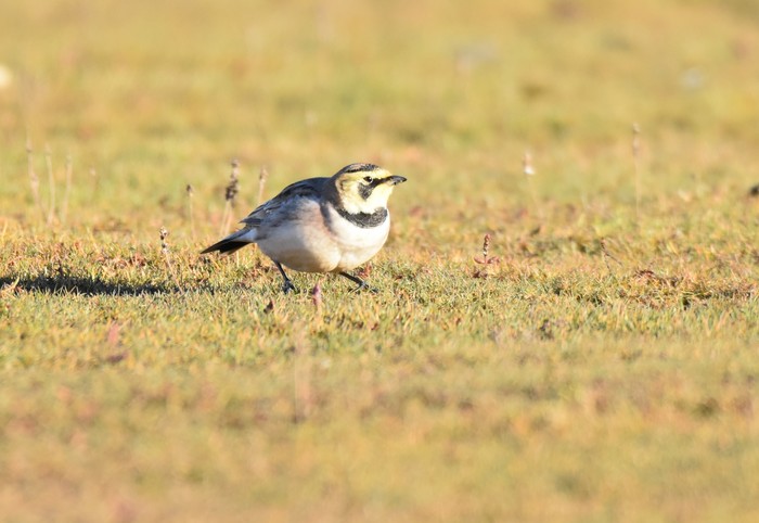 Shorelark
