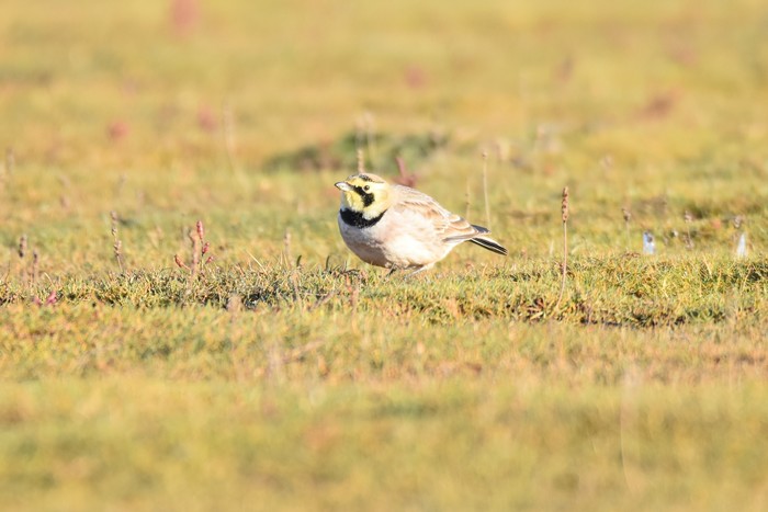 Shorelark