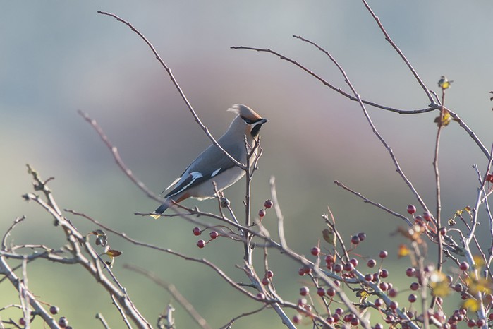 Waxwing