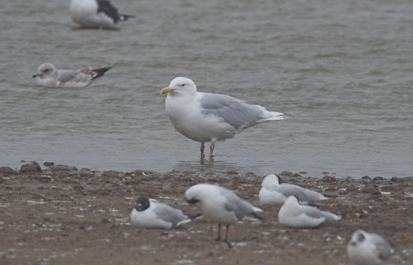 Glaucous Gull
