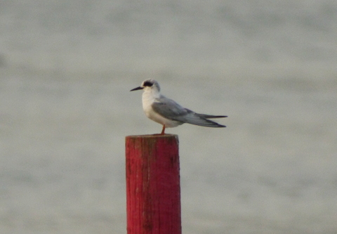 Forster's Tern