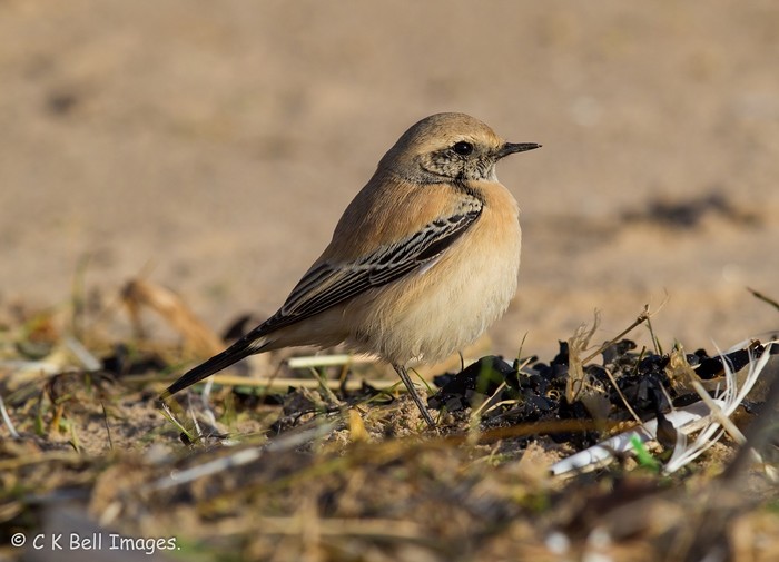 Desert Wheatear