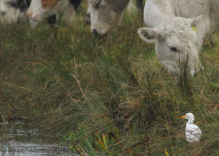 Cattle Egret