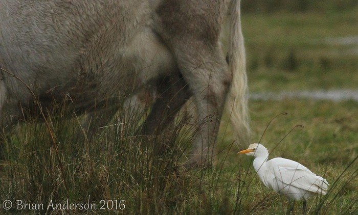 Cattle Egret