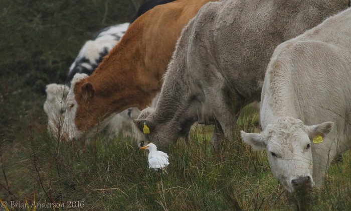 Cattle Egret