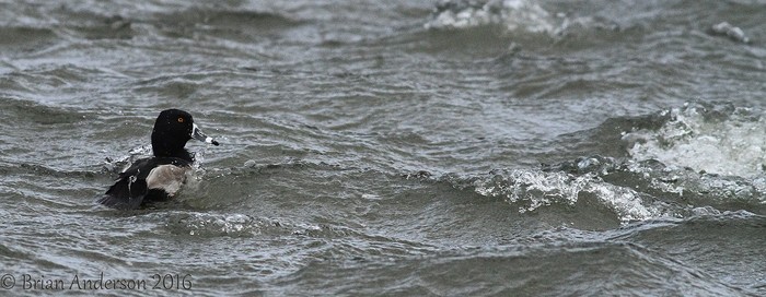 Ring-necked Duck