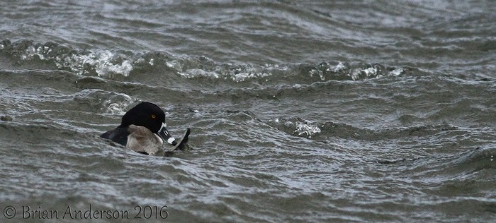 Ring-necked Duck