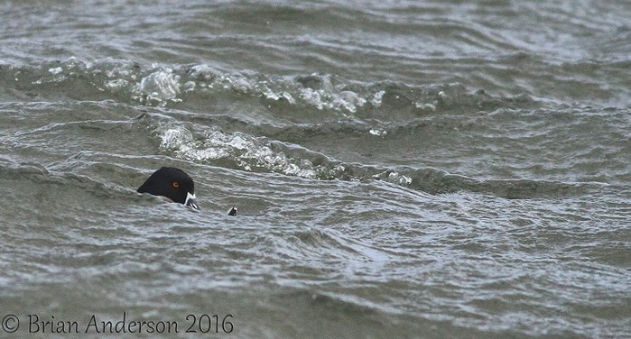 Ring-necked Duck