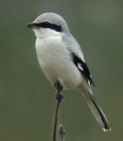 Great Grey Shrike