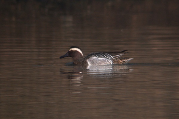 Garganey