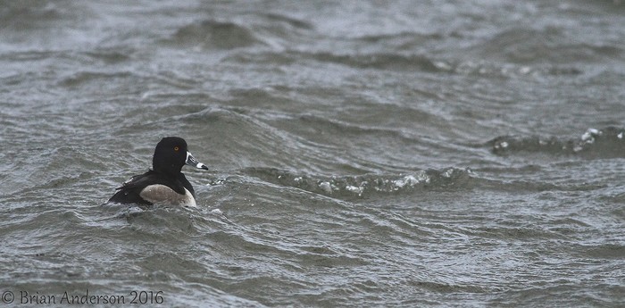 Ring-necked Duck