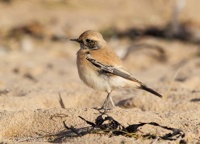 Desert Wheatear